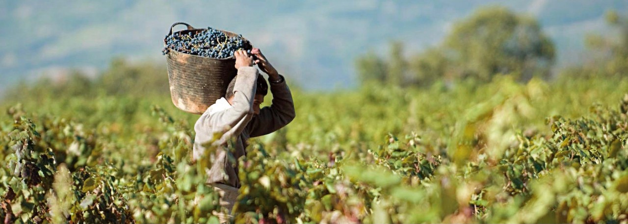 Wine producer carrying a pannier filled with bunches of grape in the midst of vineyards in the El Bierzo region (LeÛn, Castilla y LeÛn)