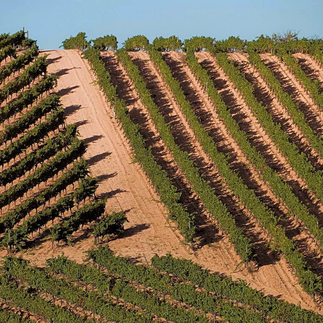 Panoramic view of the vineyards in the El Bierzo region (LeÛn, Castilla y LeÛn)