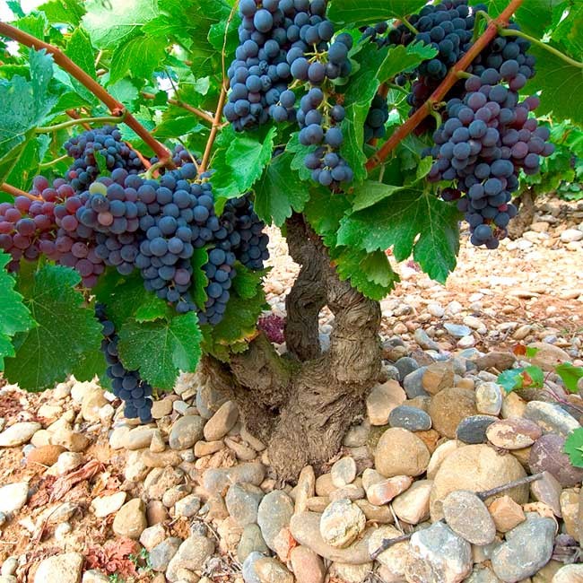 Wine harvest in Spain. Photo: @ICEX