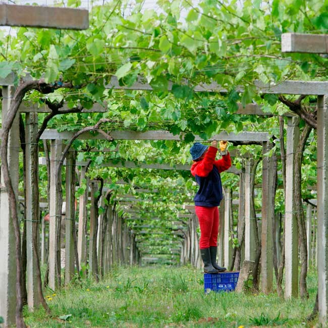 Wine harvest in Spain. Photo: @ICEX