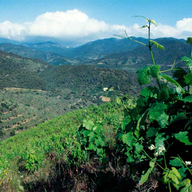 Wine harvest in Spain. Photo: @ICEX