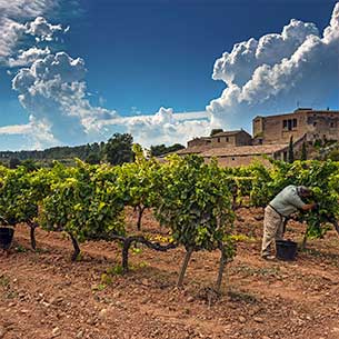 Photo: Bodegas Torres