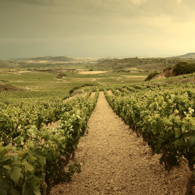 Vineyards in Rioja