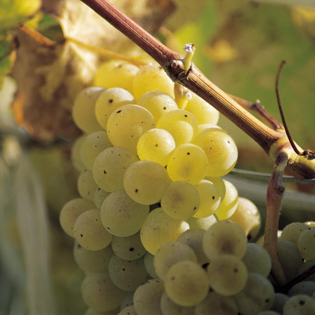 Exports of DO Rías Baixas Wine Maintain Their Upward Trend
