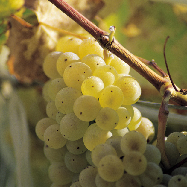 Exports of DO Rías Baixas Wine Maintain Their Upward Trend