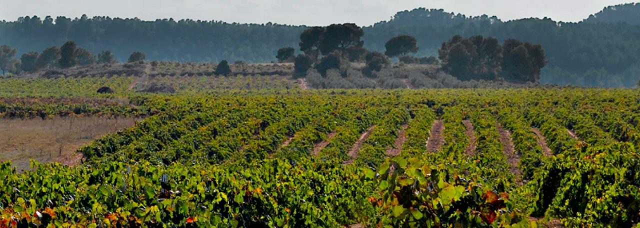 Vineyard in Spain. Photo by: @ICEX