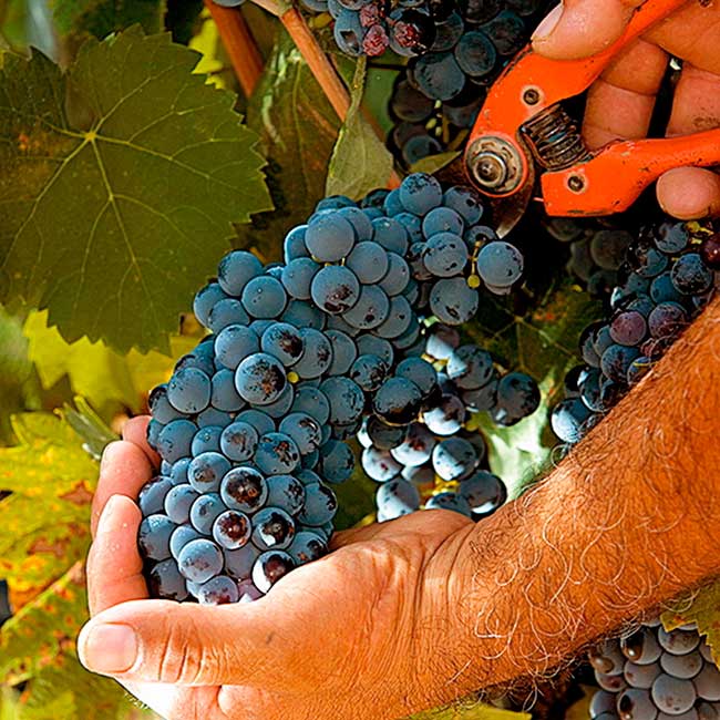 Spanish wine harvest. Nano Cañas/@ICEX