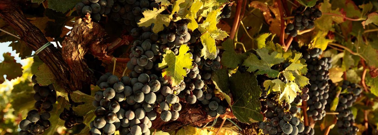Spanish wine harvest. Nano Cañas/@ICEX