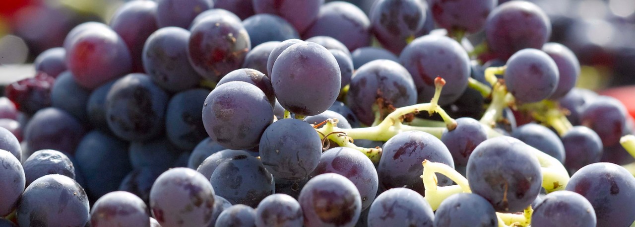 Uvas de la Variedad Tempranillo- Bodegas Luis Saavedra (Cenicientos)