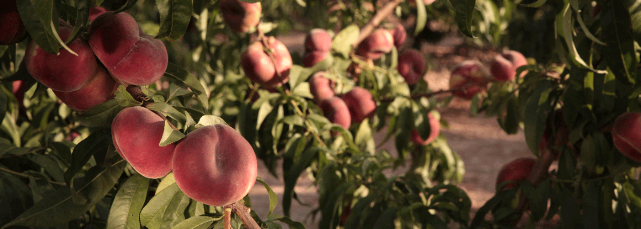 Fruits from Spain. Photo by: @ICEX