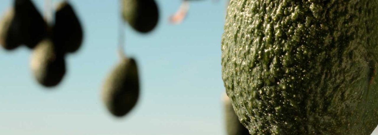 Spanish avocado field. Photo by: @ICEX
