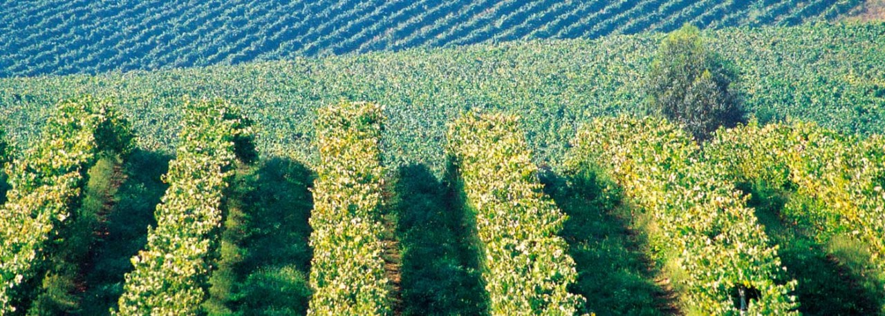 Rías Baixas vineyards. Photo: ICEX
