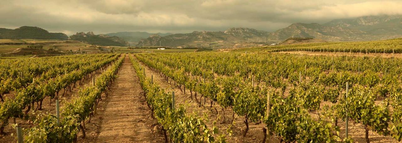 Spanish vineyard. Photo by: @ICEX.