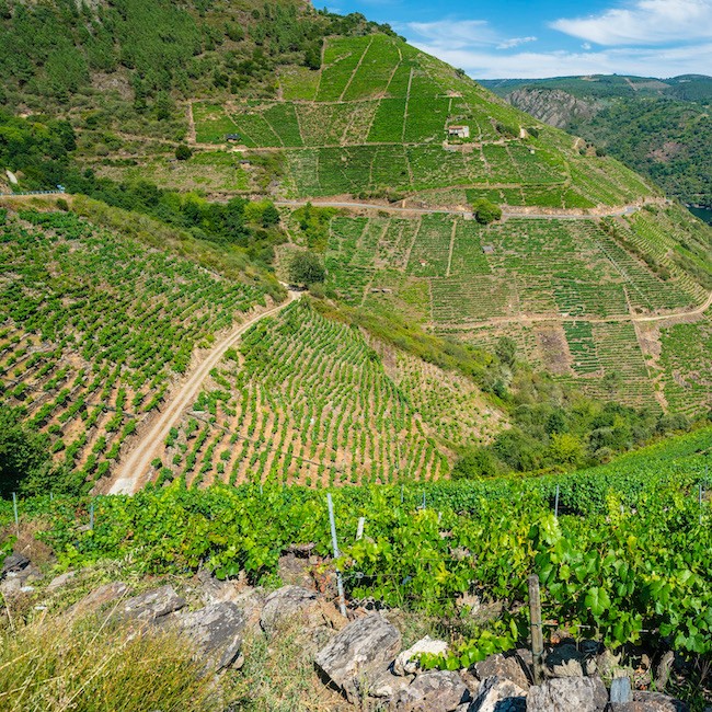 Vineyards along the Sil river in the Ribeira Sacra of Galicia, Spain.