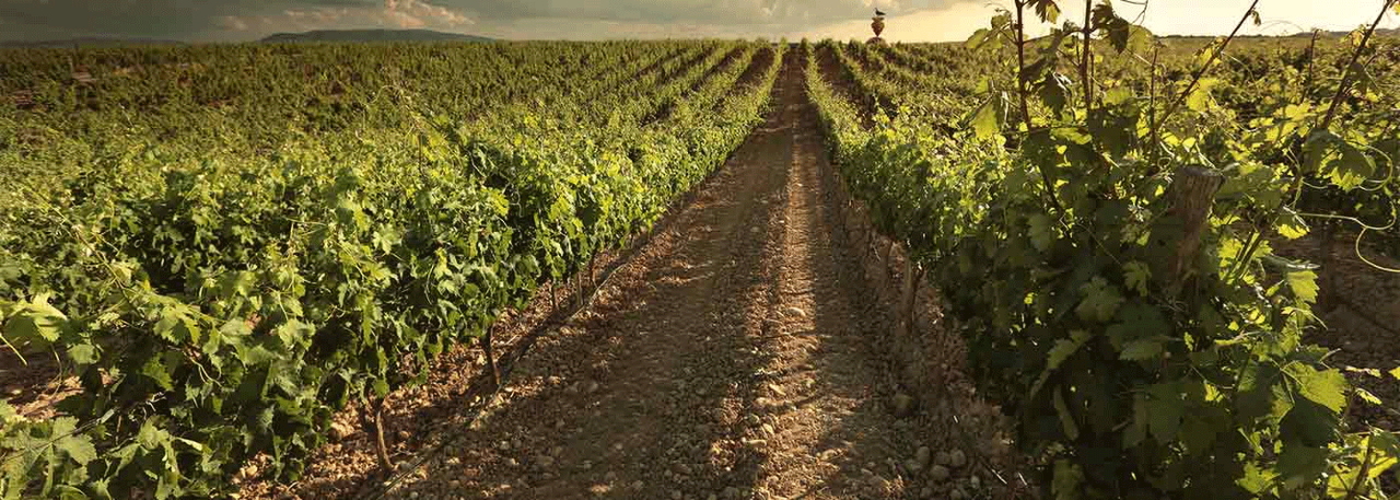 Vineyards in Spain. Photo by: @ICEX
