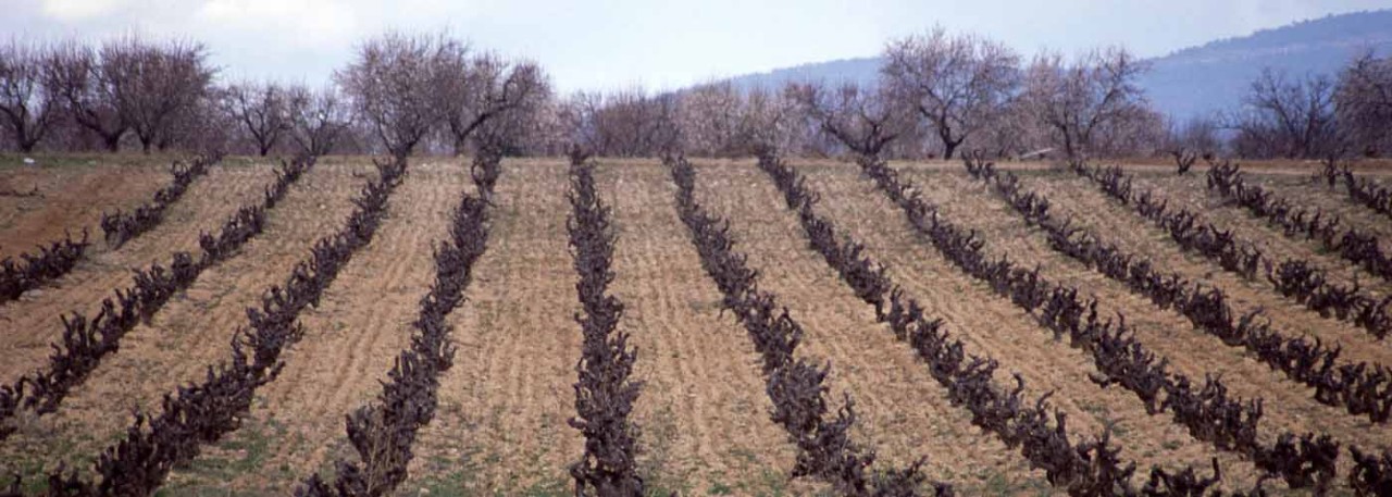 Wines Valencian Community