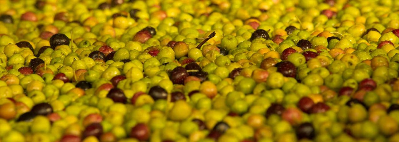 Castillo de Canena and Multiscan Technologies are working on a system called Evoolution that would let olive oil mills monitor and choose olives individually
