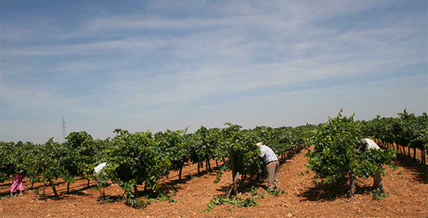 Spanish wines from DO La Mancha