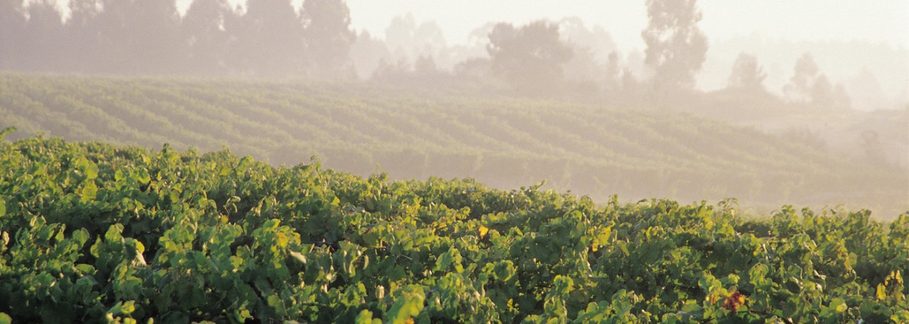 Exports of DO Rías Baixas Wine Maintain Their Upward Trend. Juan Manuel Sanz / @ICEX