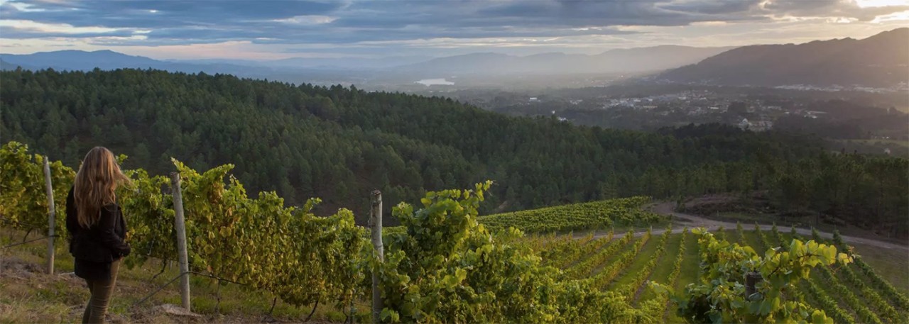 DO Rías Baixas Wines