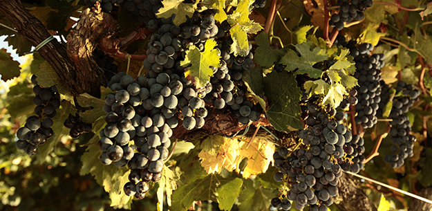 Spanish wines
