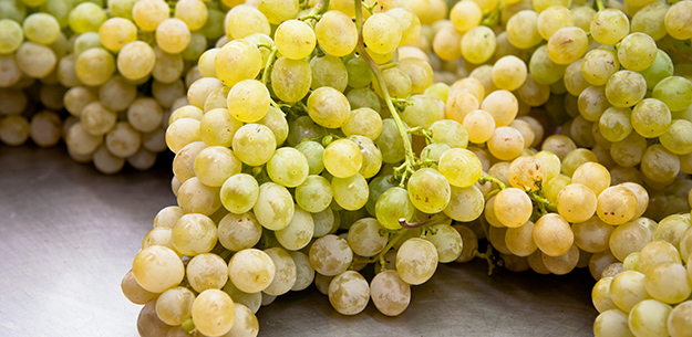 Spanish wines
