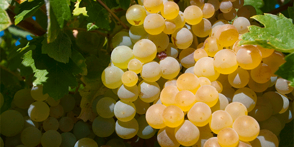 Wines from DO Bierzo. @ICEX