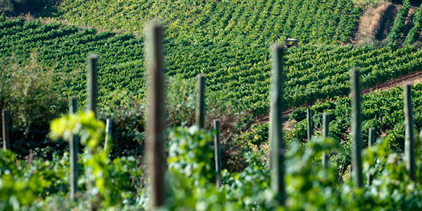 Wines from DO Bierzo. @ICEX