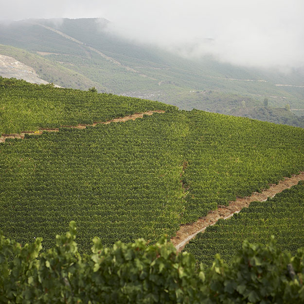 Godello wines from Spain