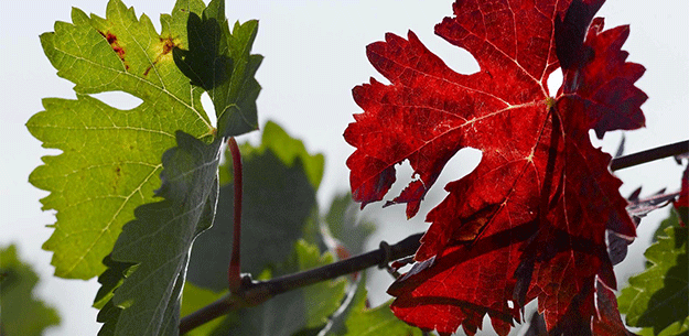 Spanish wine grapes: Tempranillo. Photo by: Patricia R. Soto/@ICEX