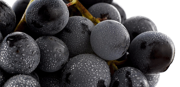 Spanish wine grapes: Bobal. Photo by: Patricia R. Soto/@ICEX