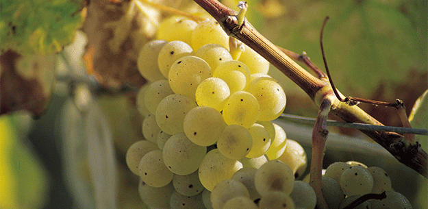 Spanish white wine grapes: Albariño. Juan Manuel Sanz/@ICEX