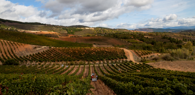 Authentic Bierzo