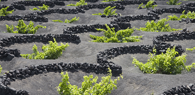 Lanzarote Wines