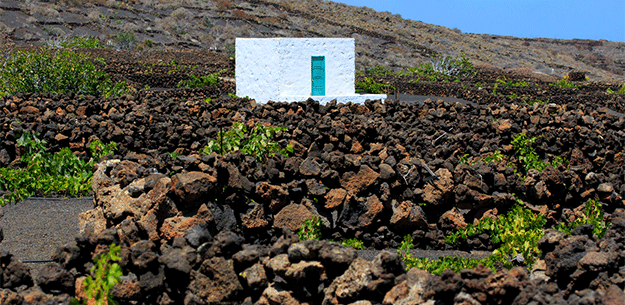 Lanzarote Wines