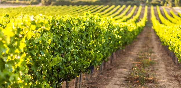 Wine Tourism in Spain.