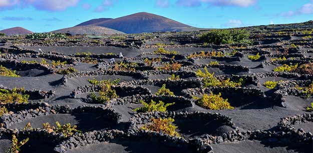 Canary Islands wines: Lanzarote