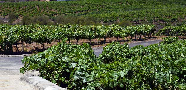 Canary Islands wines: Tenerife