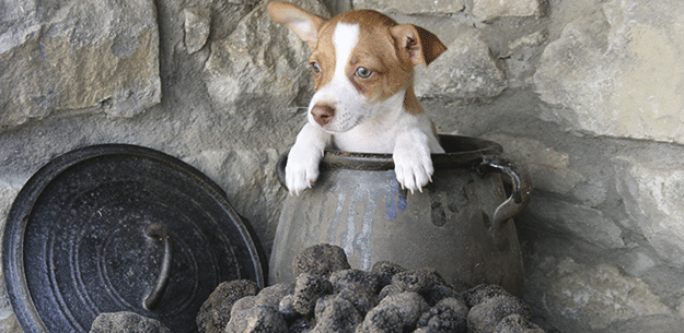 Jack Russell puppy, a terrier frequently used on the hunt for Spanish truffles. Photo by Juan Barbacil