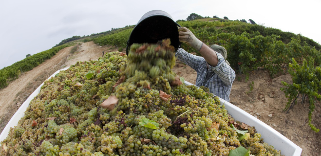 Wine Harvest Time