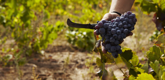 Wine Harvest Time
