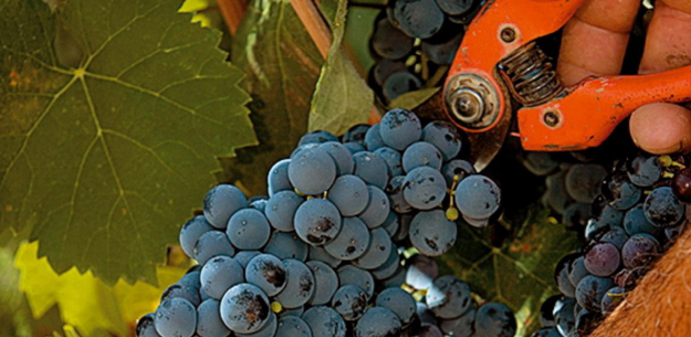 Wine Harvest Time