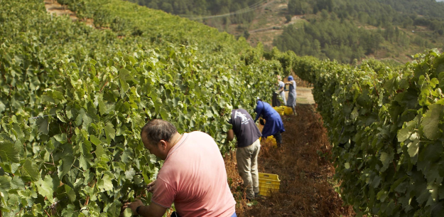 Wine Harvest Time