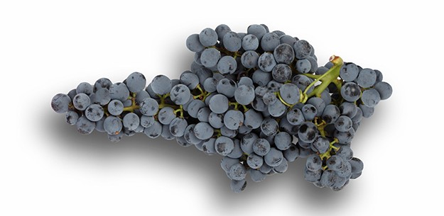 Graciano wine grape. 