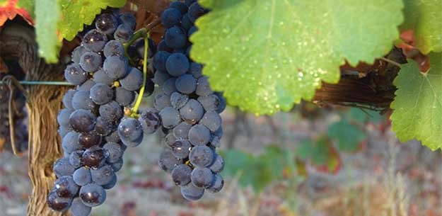 Red wines from Galicia: Merenzao red wine grape