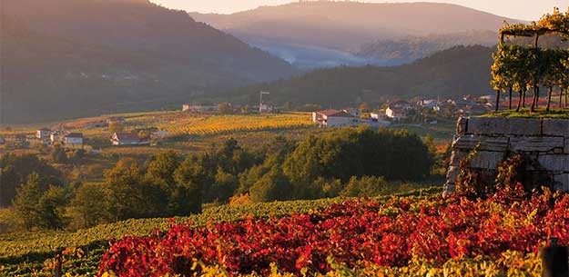 Red wines from Galicia: DO Ribeiro