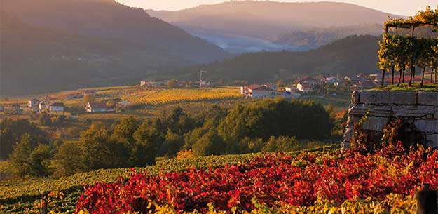 Red wines from Galicia: DO Ribeiro