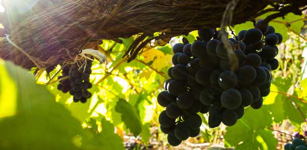 Red wines from Galicia: DO Ribeira Sacra