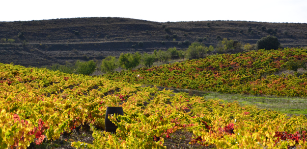 Great Garnacha