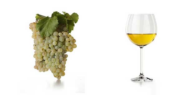 Spanish grape wine varieties: Garnacha blanca. 